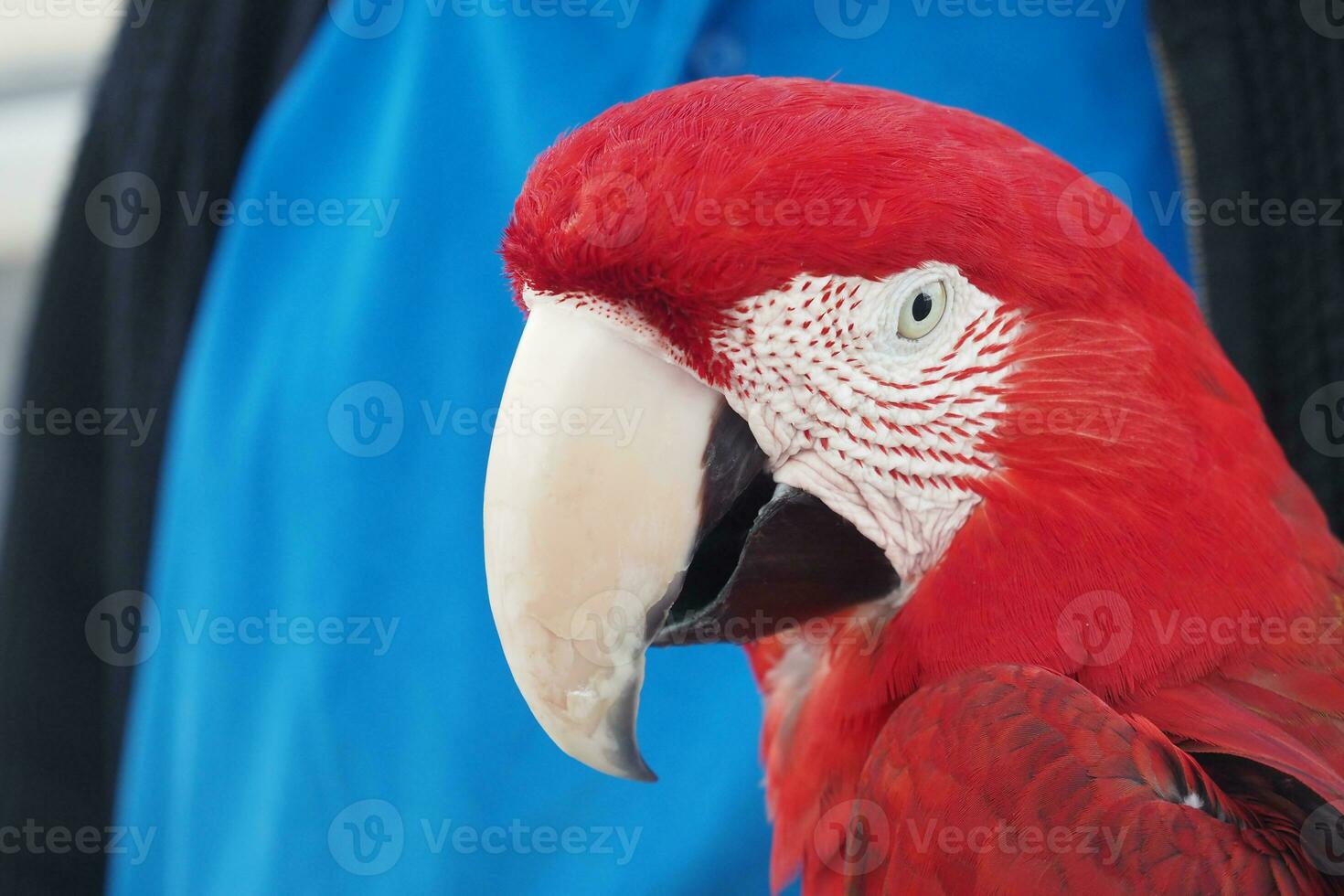 closeup colorful red green macaw parrot bird on person hand photo