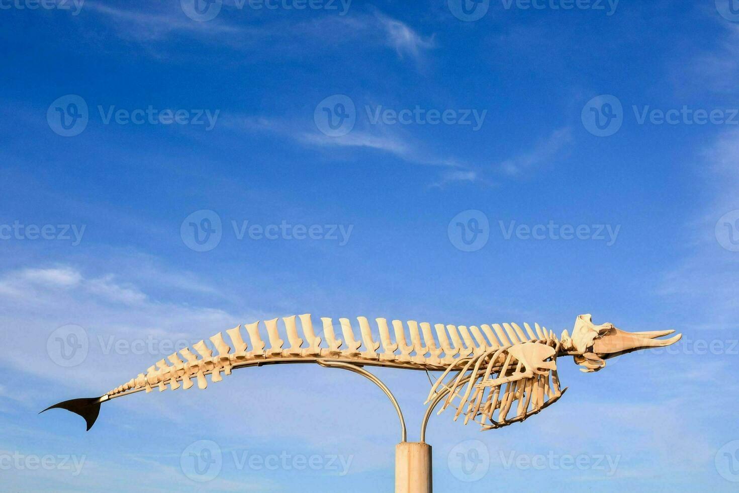 a fish skeleton on a pole in front of a blue sky photo