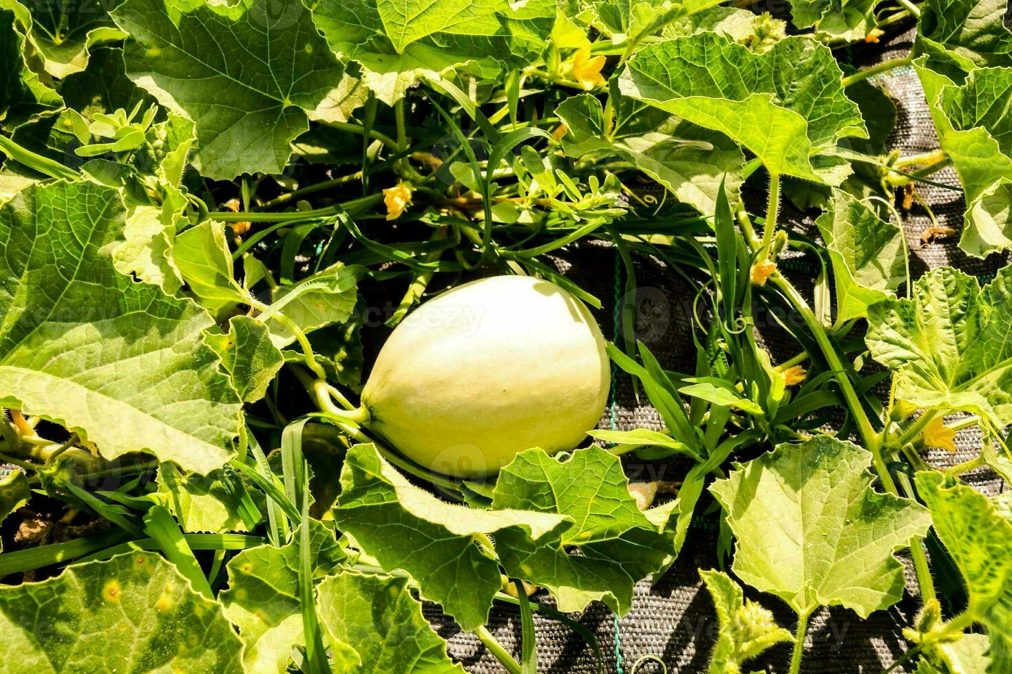 a melon is growing in the middle of a field photo