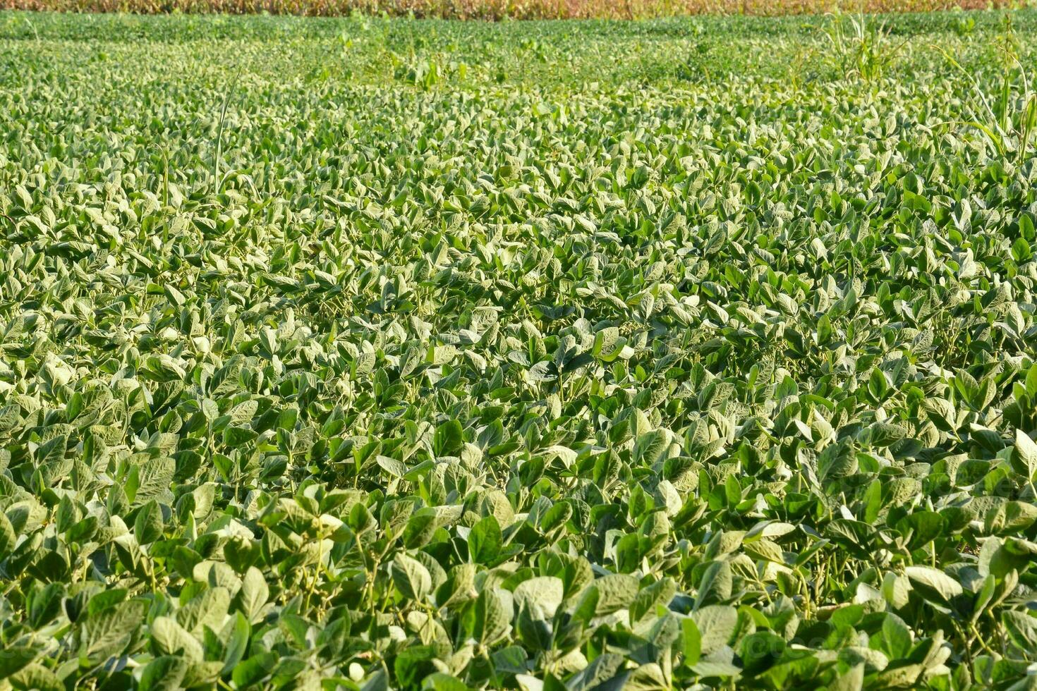 a field of green plants photo