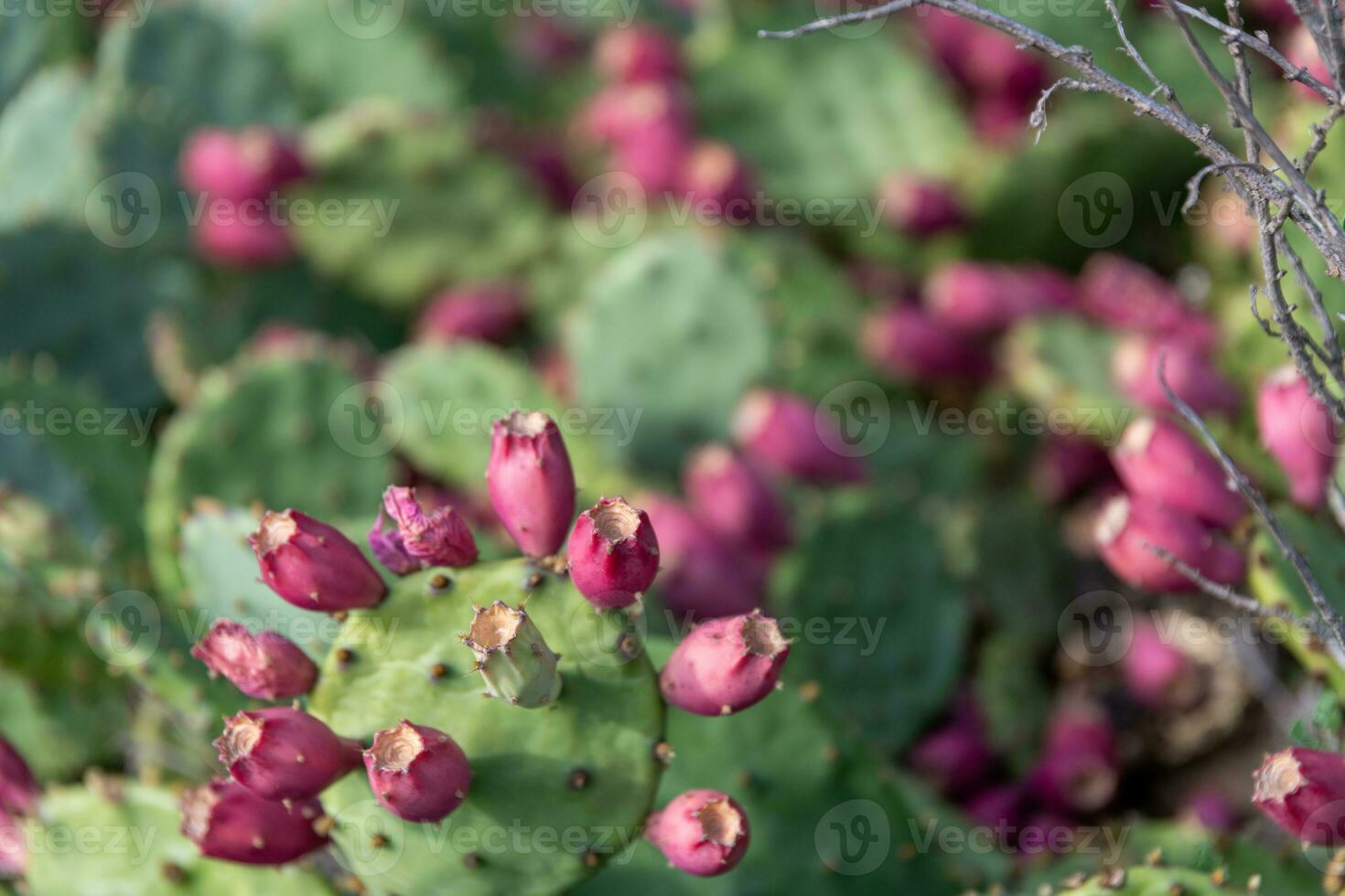 un verde espinoso Pera con frutas en rojo. foto