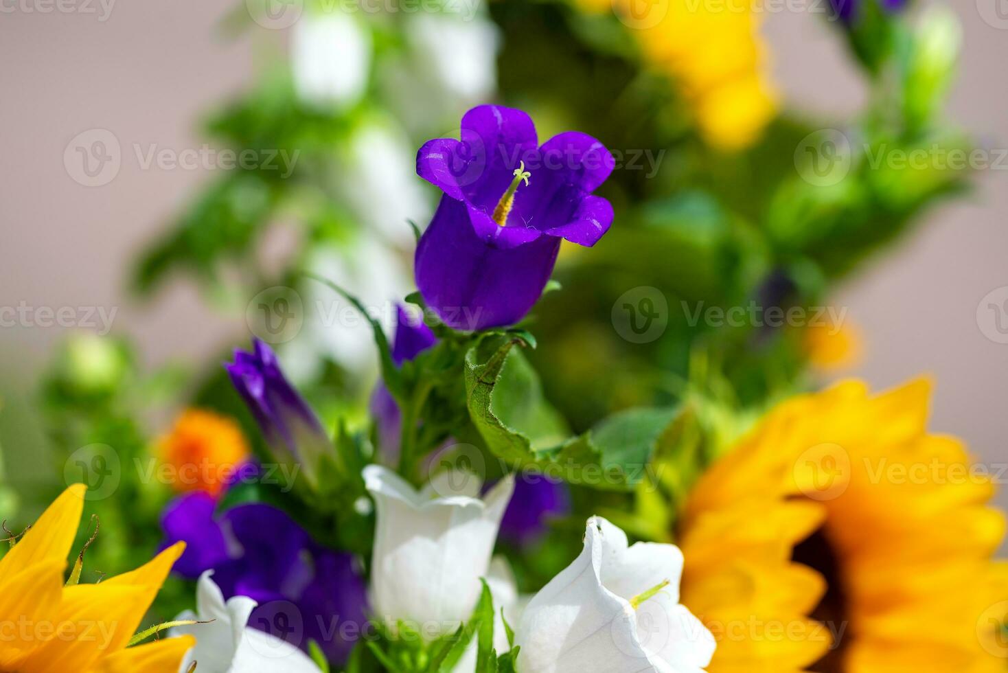 A purple bellflower in the foreground and several white bellflowers in the background on a bouquet of flowers photo