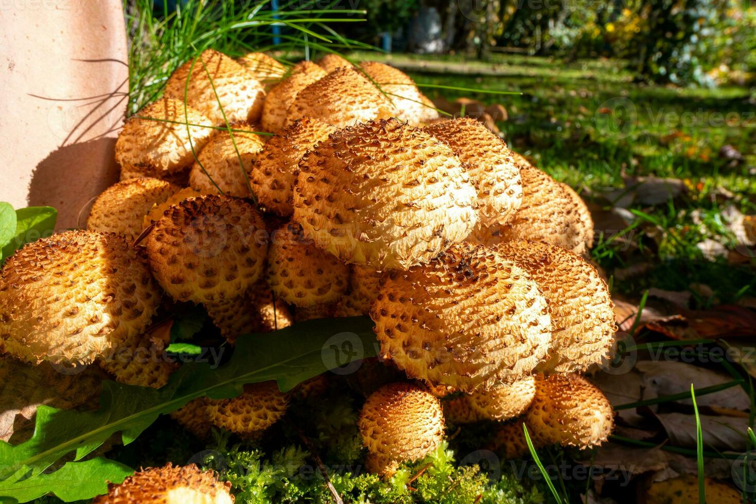 Several mushrooms called Schueppling on a pile illuminated by sunlight in the middle of green plants growing nearby. photo