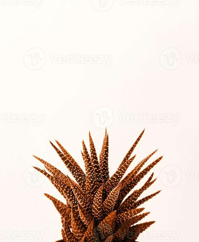 Color of the year 2024, Peach Fuzz.  Close up of succulent. Minimal neutral floral composition photo