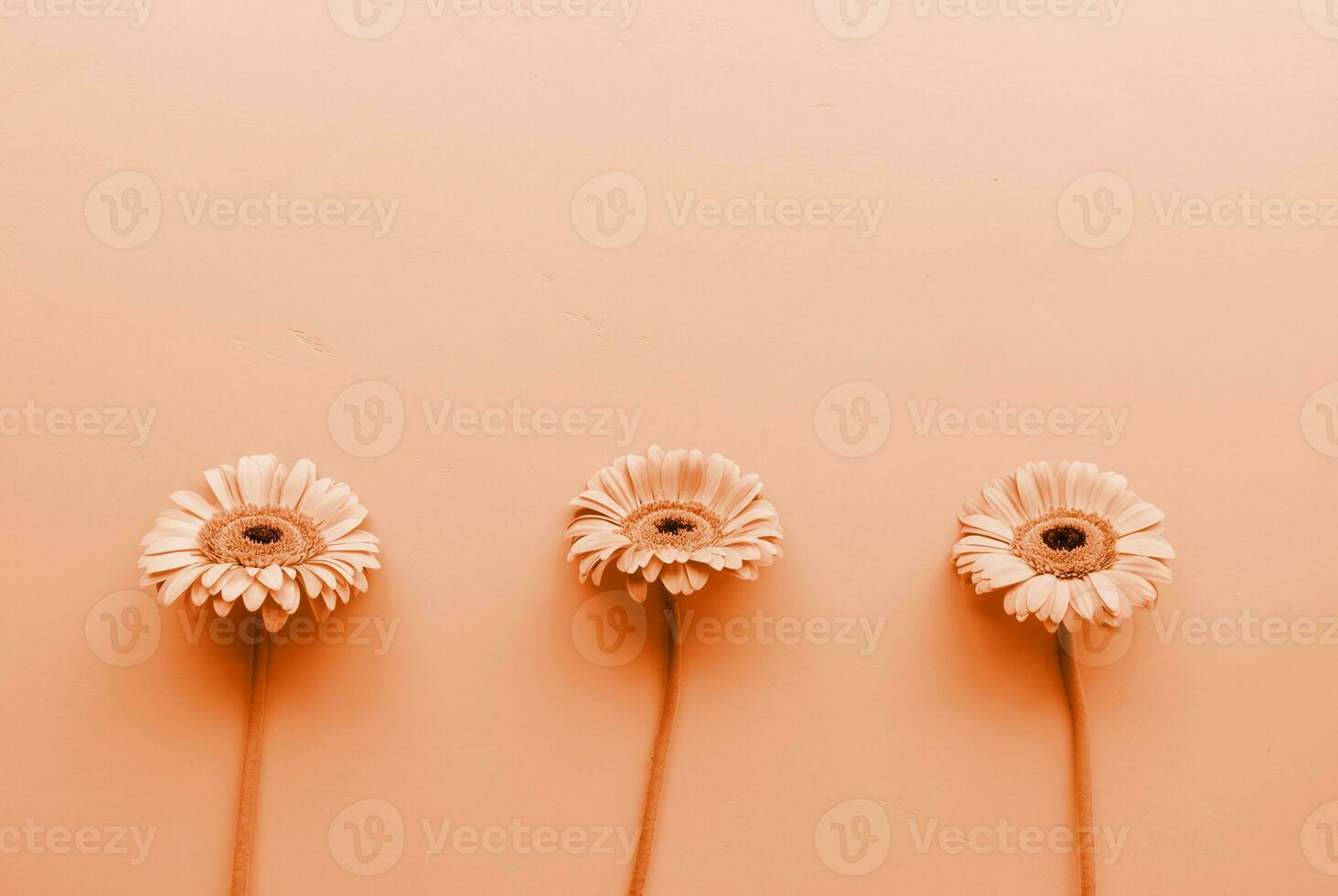 Color of the year 2024, Peach Fuzz.  Three gerbera daisies in a raw photo