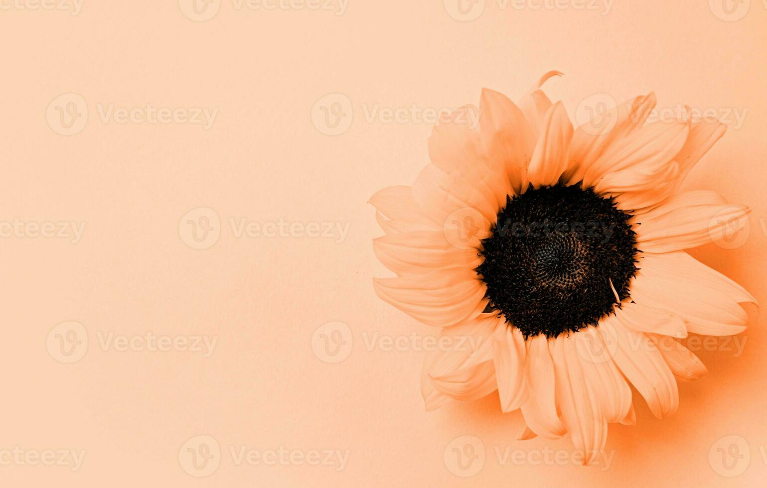 Color of the year 2024, Peach Fuzz. sunflower head on yellow background with copy space, minimal photo
