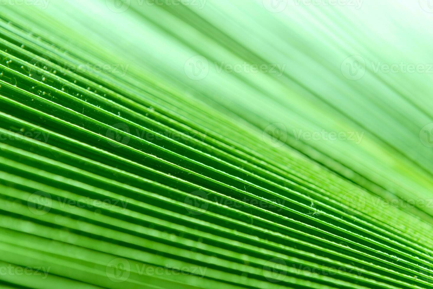 Texture of green palm leaf for background photo