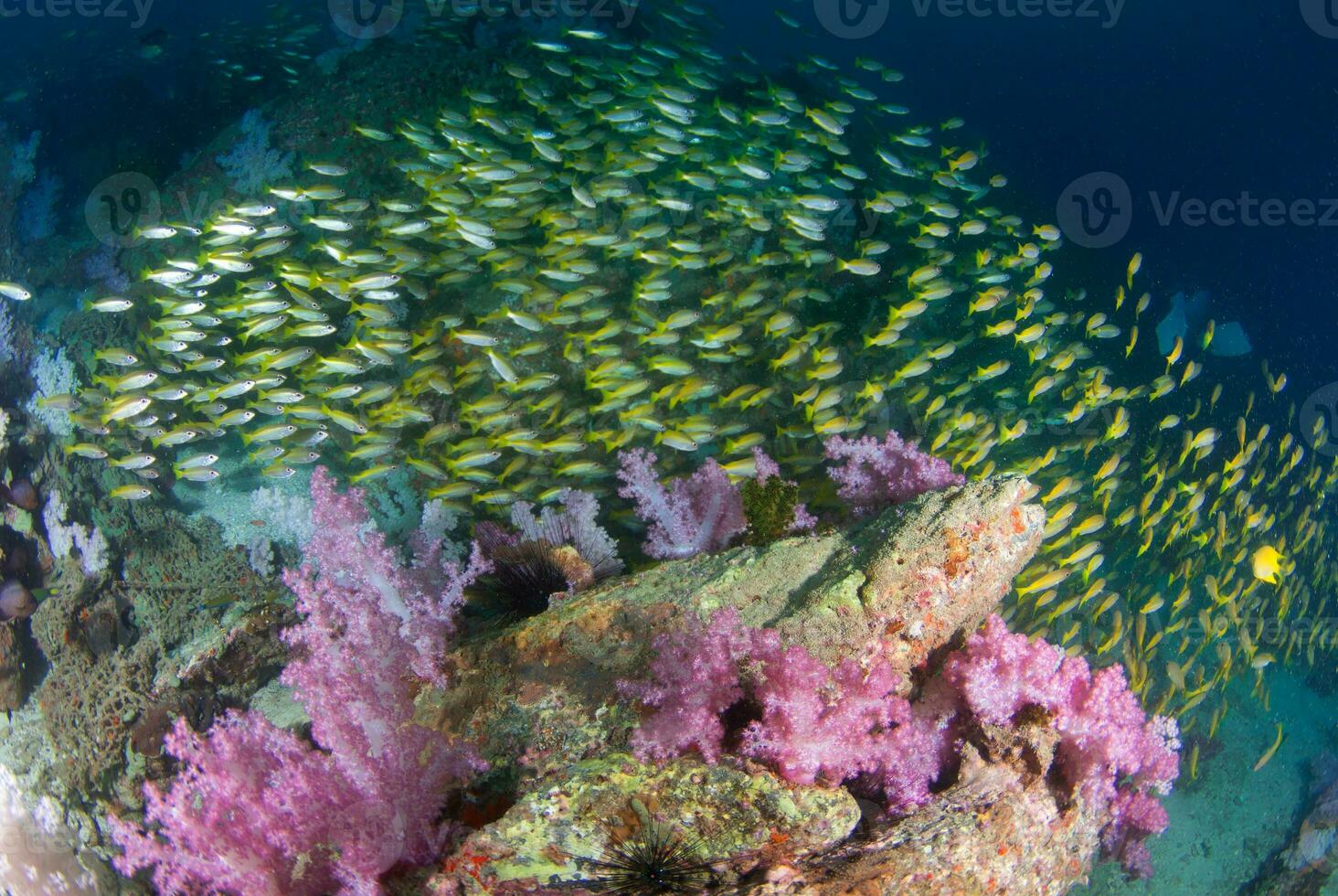 yellow snapper fish with beautiful soft coral in South Andaman, Thailand photo