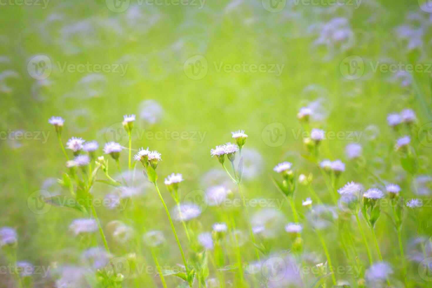 purple flower grass with nature blur background photo