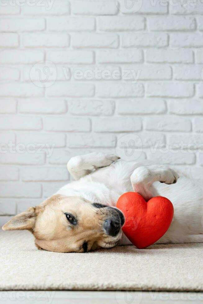 dog holding red heart, lying on rug at home photo