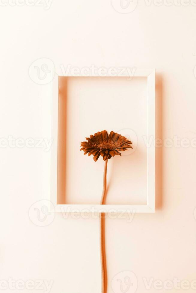 Color of the year 2024, Peach Fuzz. gerbera flower in a white frame photo