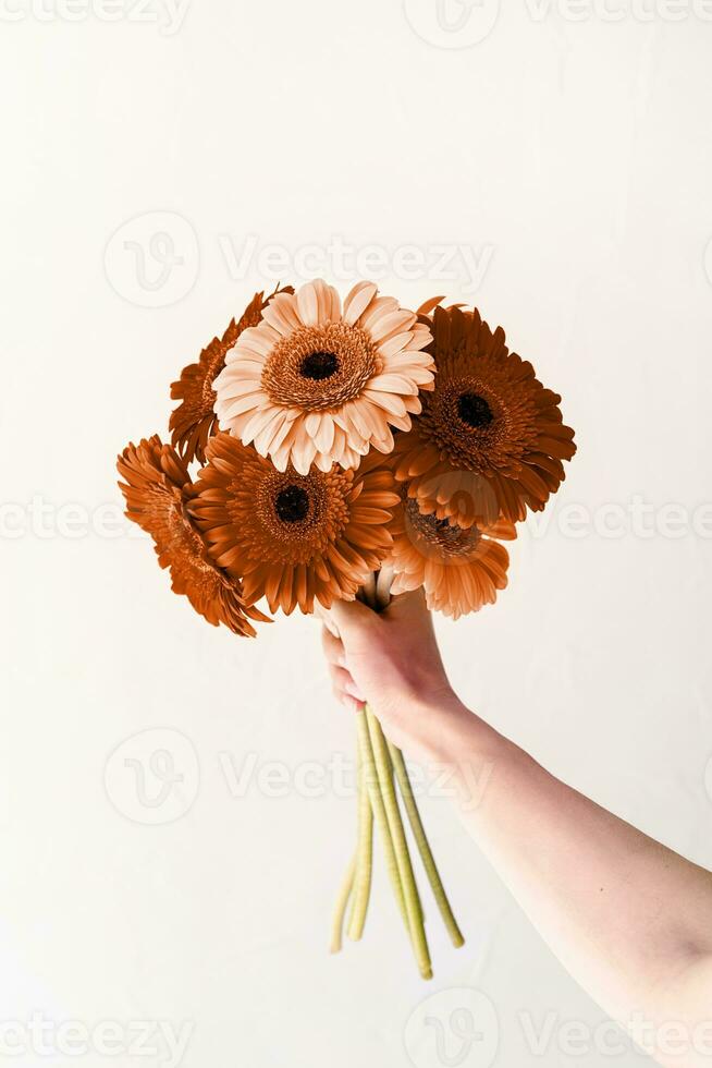 Color of the year 2024, Peach Fuzz. Bright gerbera daisies in woman hand, minimal style photo