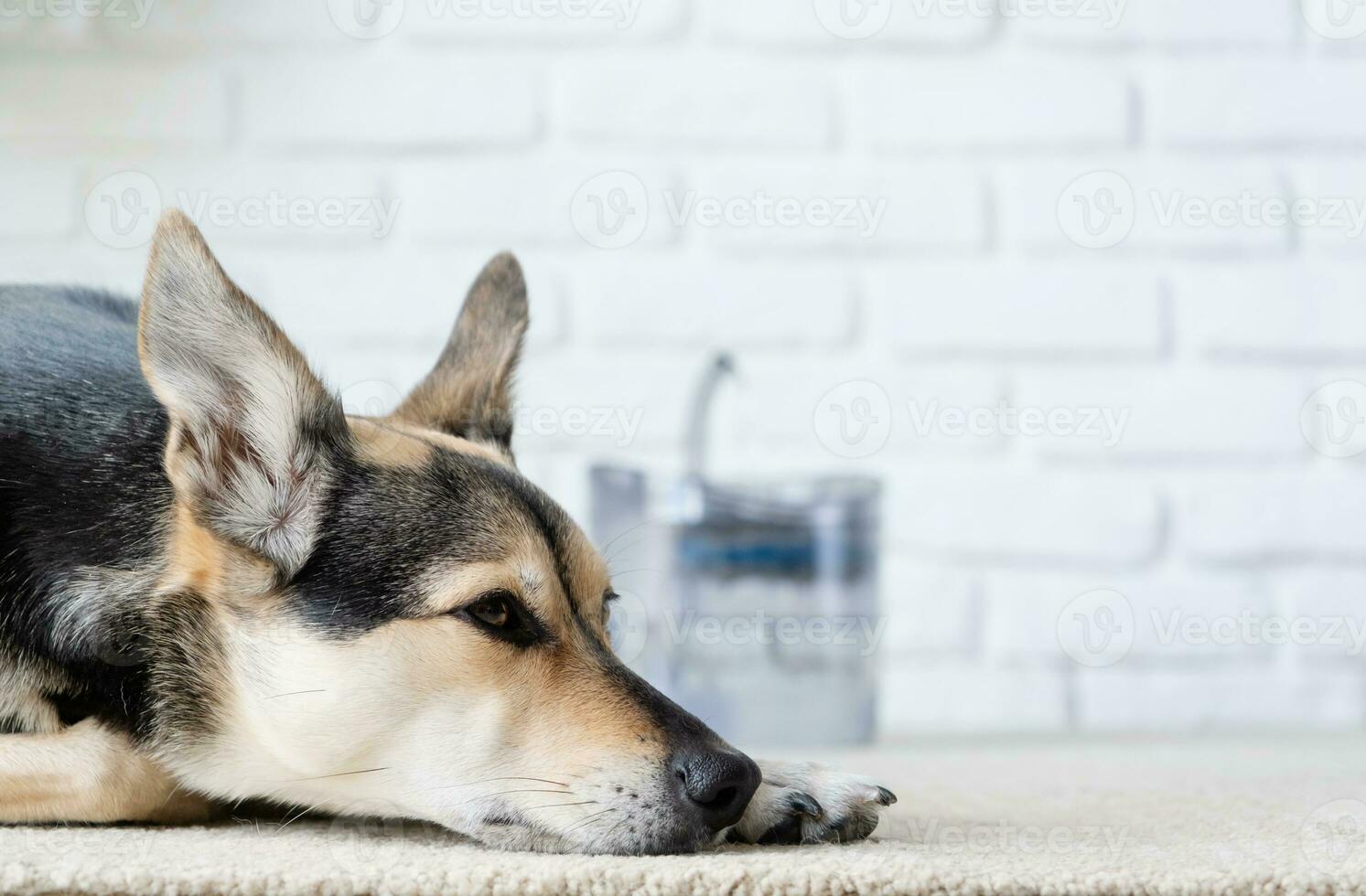 Closeup of cute dog lying on rug near pet fountain photo