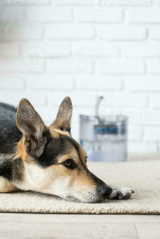 Closeup of cute dog lying on rug near pet fountain photo