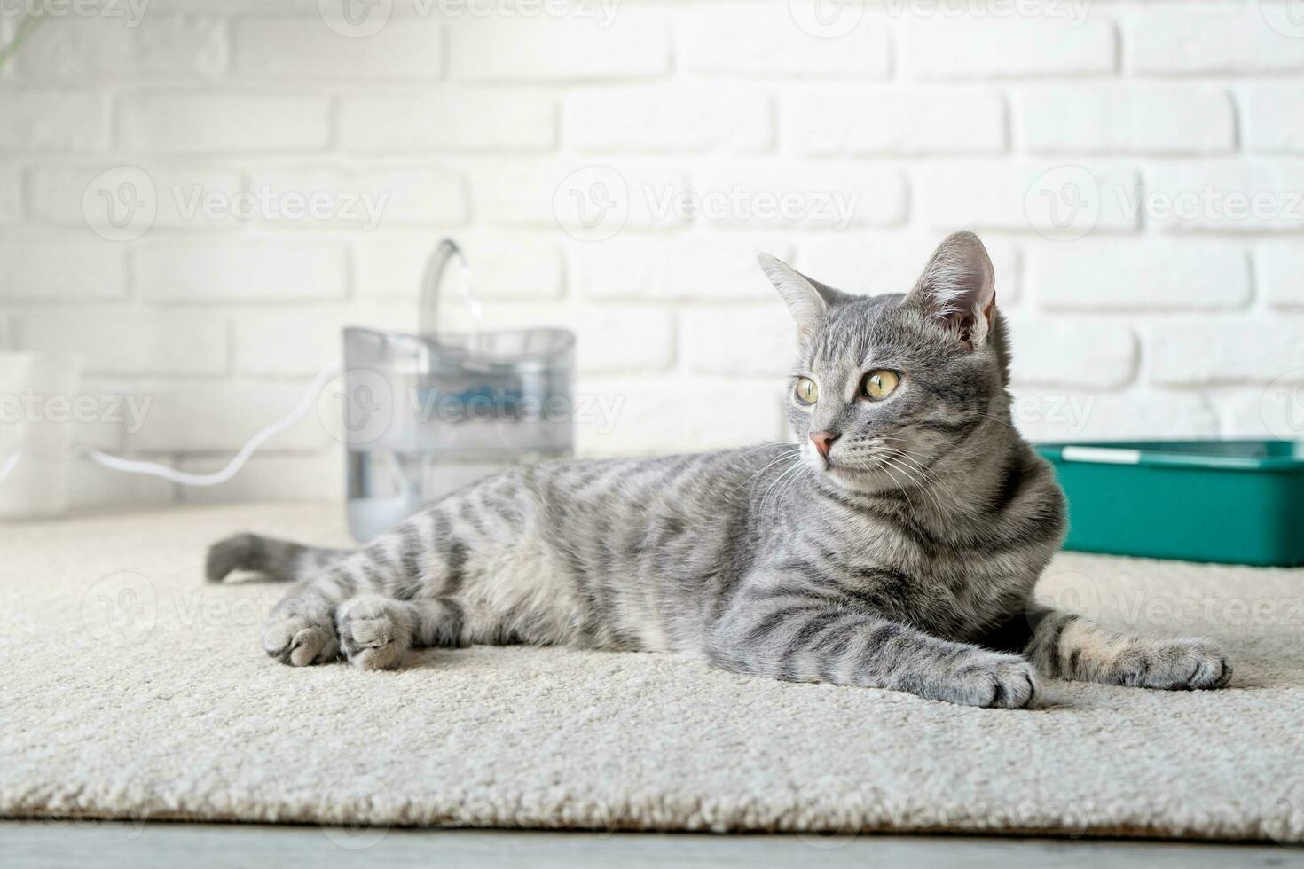 Closeup of cute gray cat lying on rug near pet fountain photo