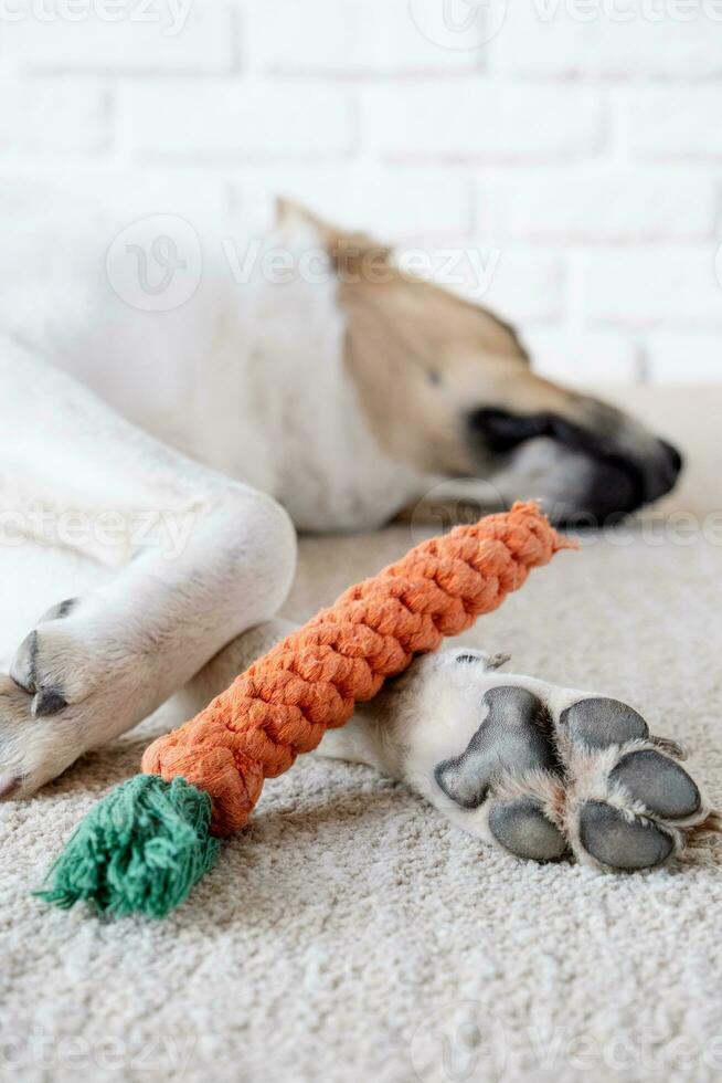 adorable dog sleeping on the rug next to the favorite toy photo