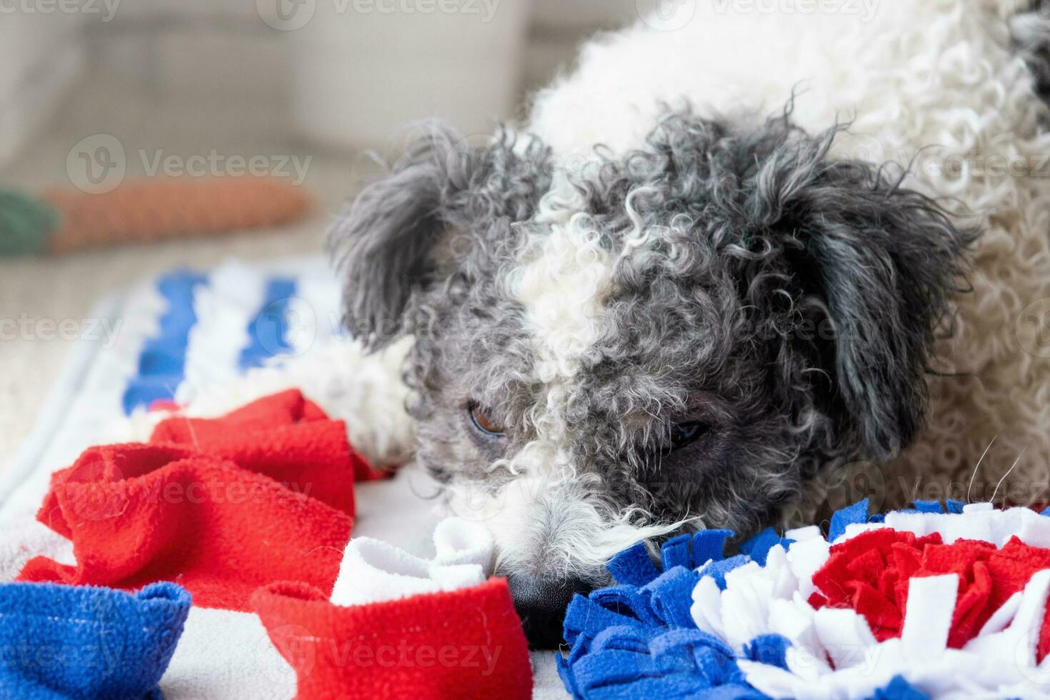 adorable dog playing with sniffing mat photo