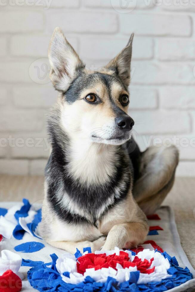 adorable dog playing with sniffing mat photo