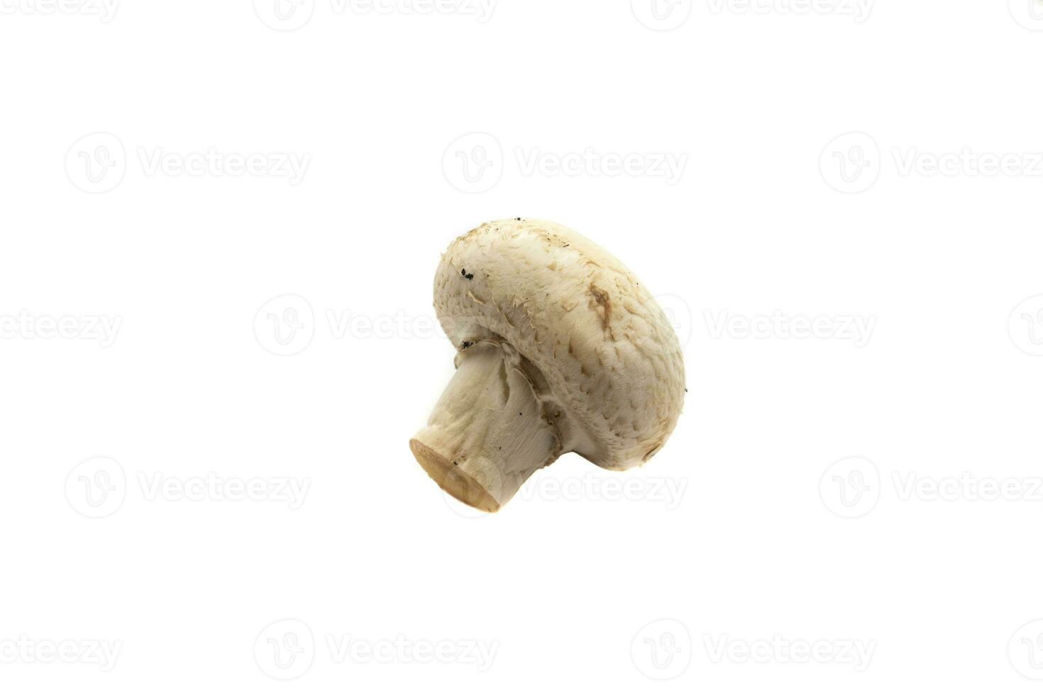 A mushroom, isolated on white background. The scientific name is Agaricus bisporus. It is the species of edible mushroom most used for cooking. photo