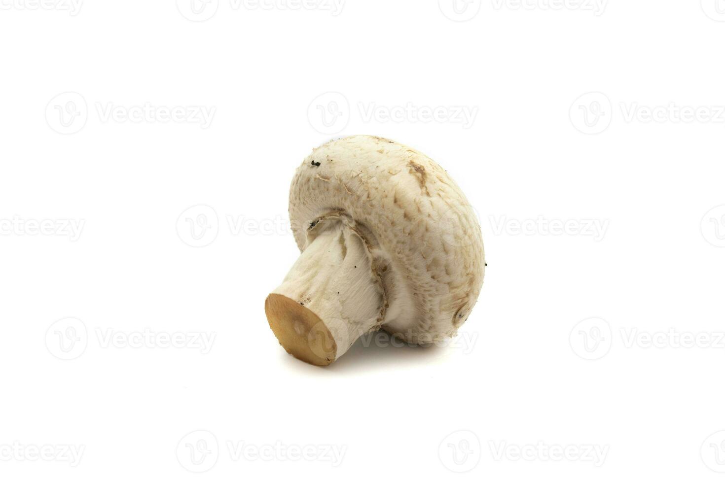 A mushroom, isolated on white background. The scientific name is Agaricus bisporus. It is the species of edible mushroom most used for cooking. photo