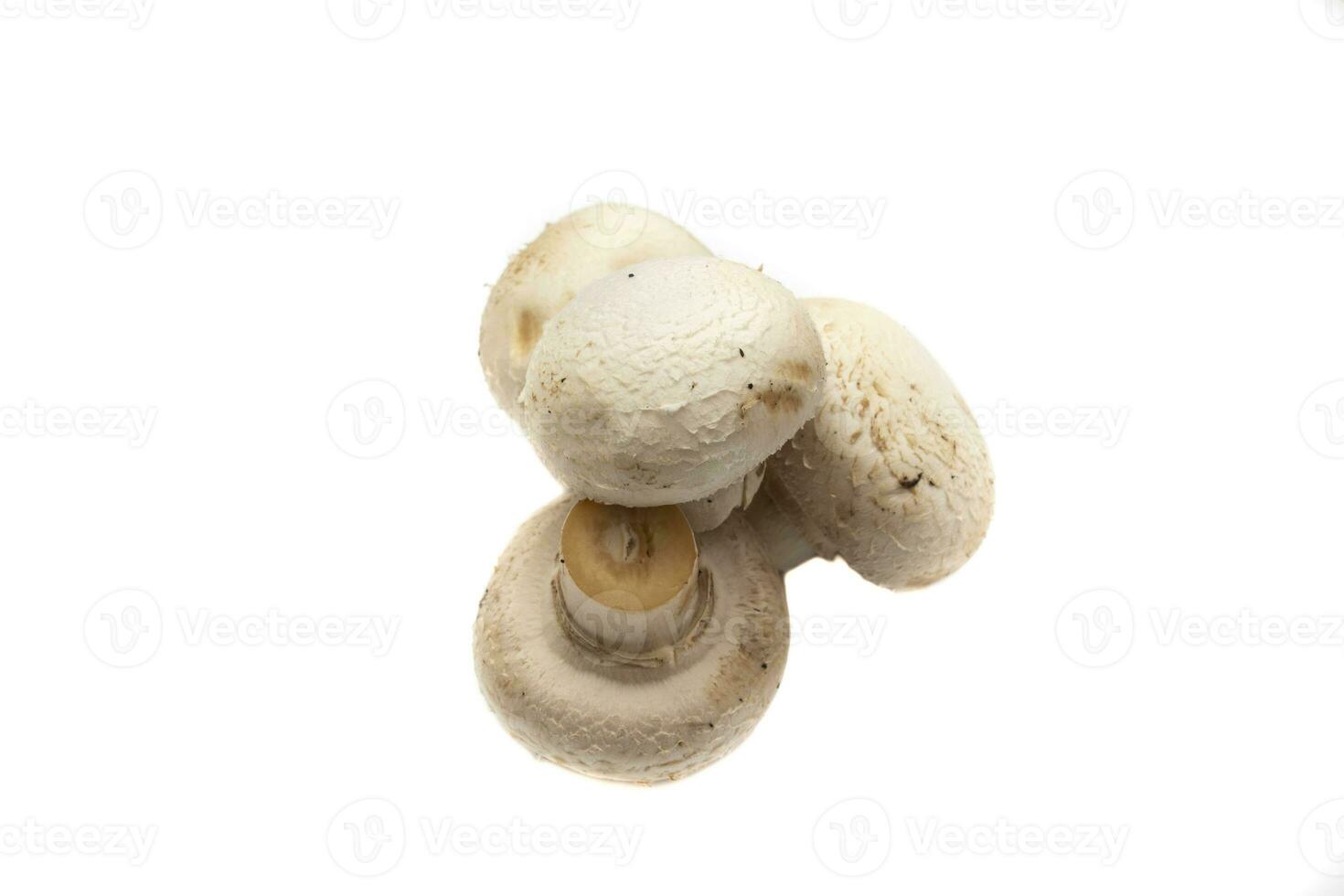 Whole mushrooms , isolated on white background. Scientific name is Agaricus bisporus. It is the most commonly used edible mushroom species for cooking photo