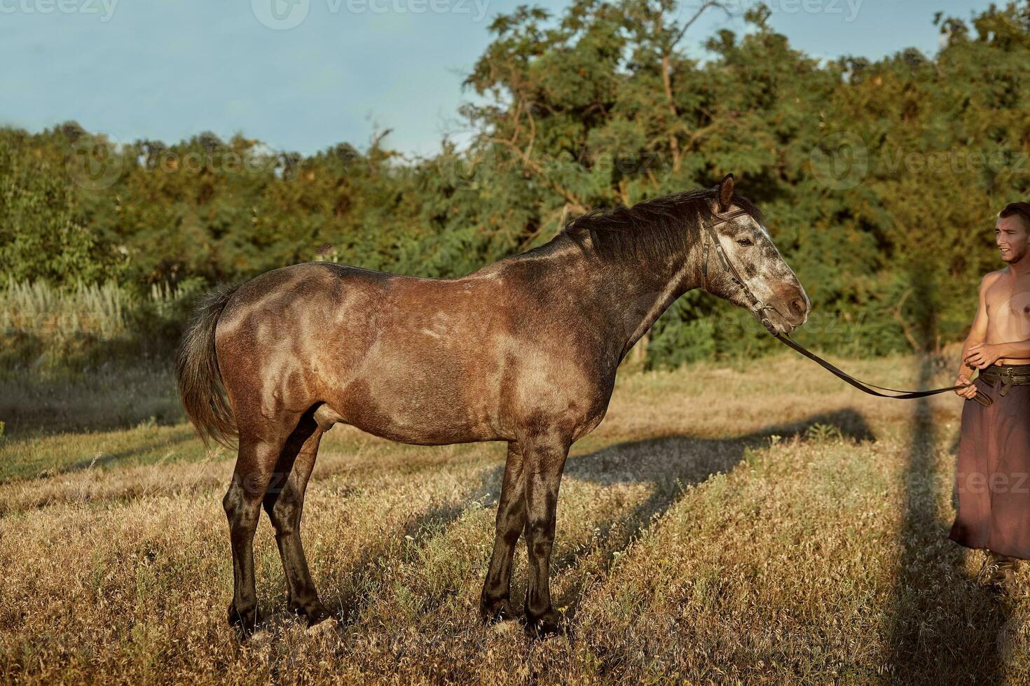 Portrait of bay horse in summer on the field photo