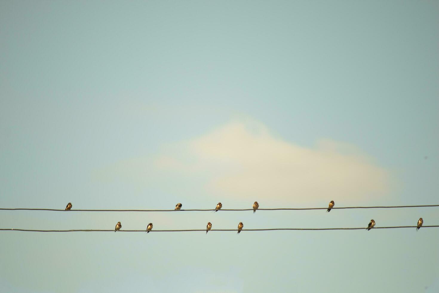 Flocks of birds fly and perch on power lines. Clean background, freedom concept, family, wallpaper. photo