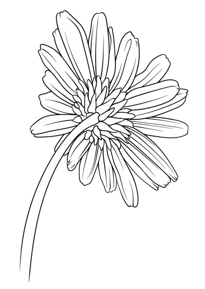 chamomile, chrysanthemum and daisy back view in monochrome vector style. black and white drawing