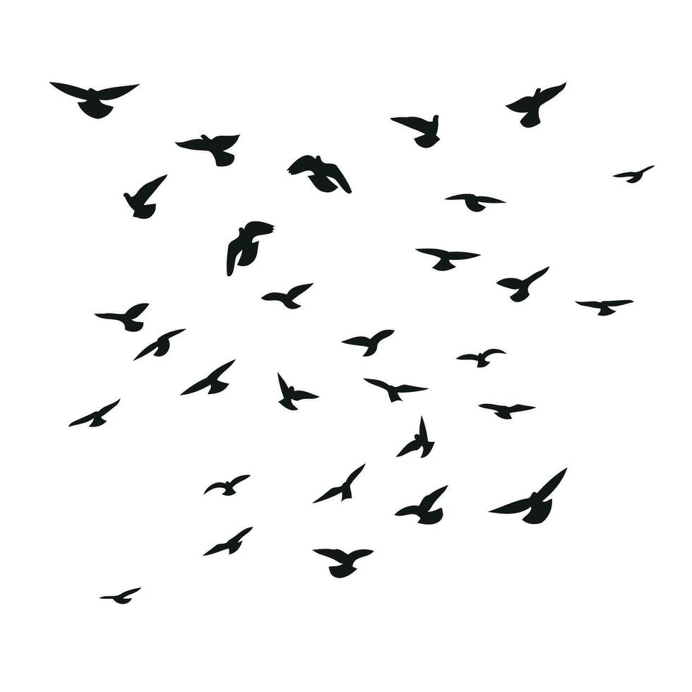 Silhouette sketch of a flock of flying birds, flight in different positions. Takeoff, flying, flight, flutter, hover, soaring, landing vector