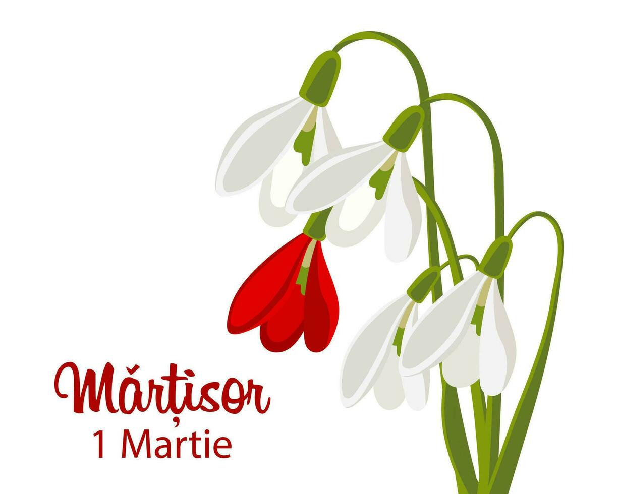 Martisor, Moldovan and Romanian traditional spring festival. Bouquet of white and red snowdrops. Floral spring background, postcard, vector