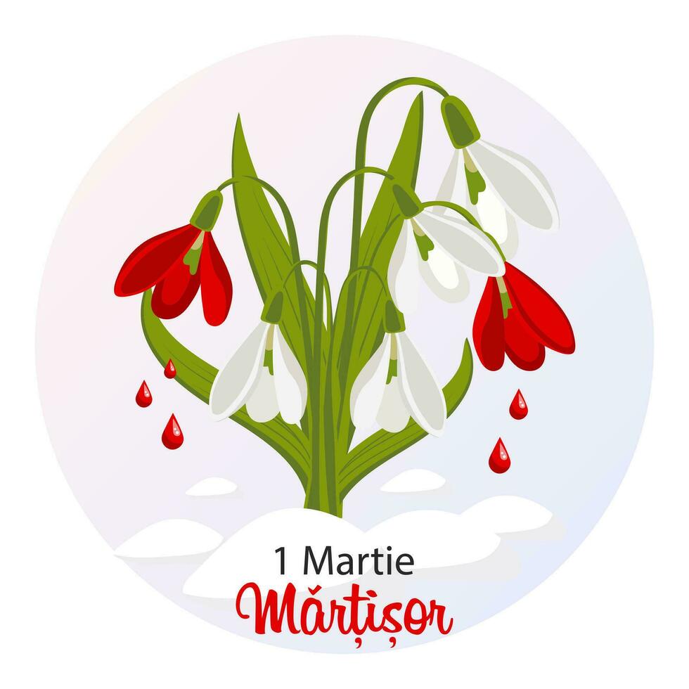 Martisor, Moldovan and Romanian traditional spring festival. Bouquet of white and red snowdrops. Floral spring background, postcard, vector