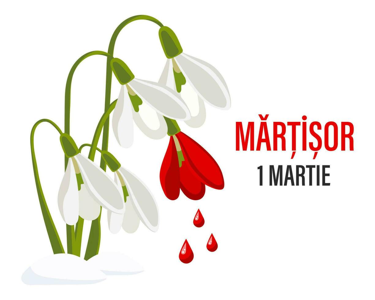 Martisor, Moldovan and Romanian traditional spring festival. Bouquet of white and red snowdrops. Floral spring background, postcard, vector