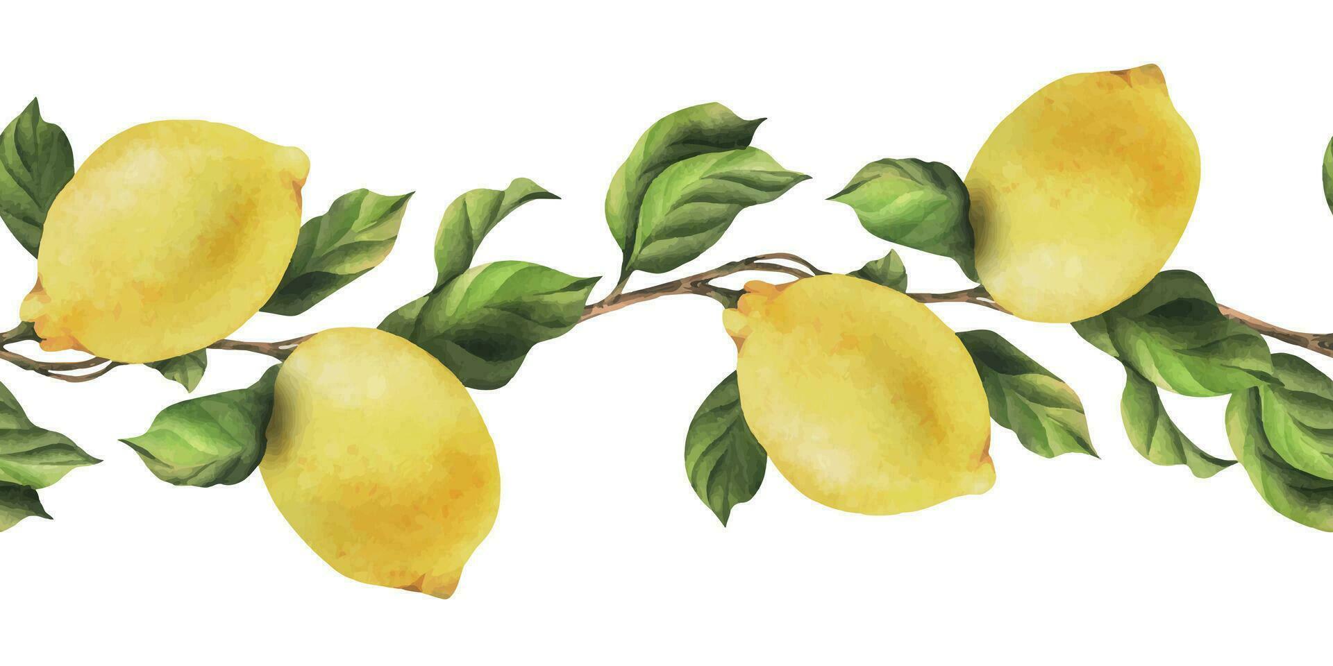 Lemons are yellow, juicy, ripe with green leaves, flower buds on the branches, whole. Watercolor, hand drawn botanical illustration. Seamless border on a white background vector