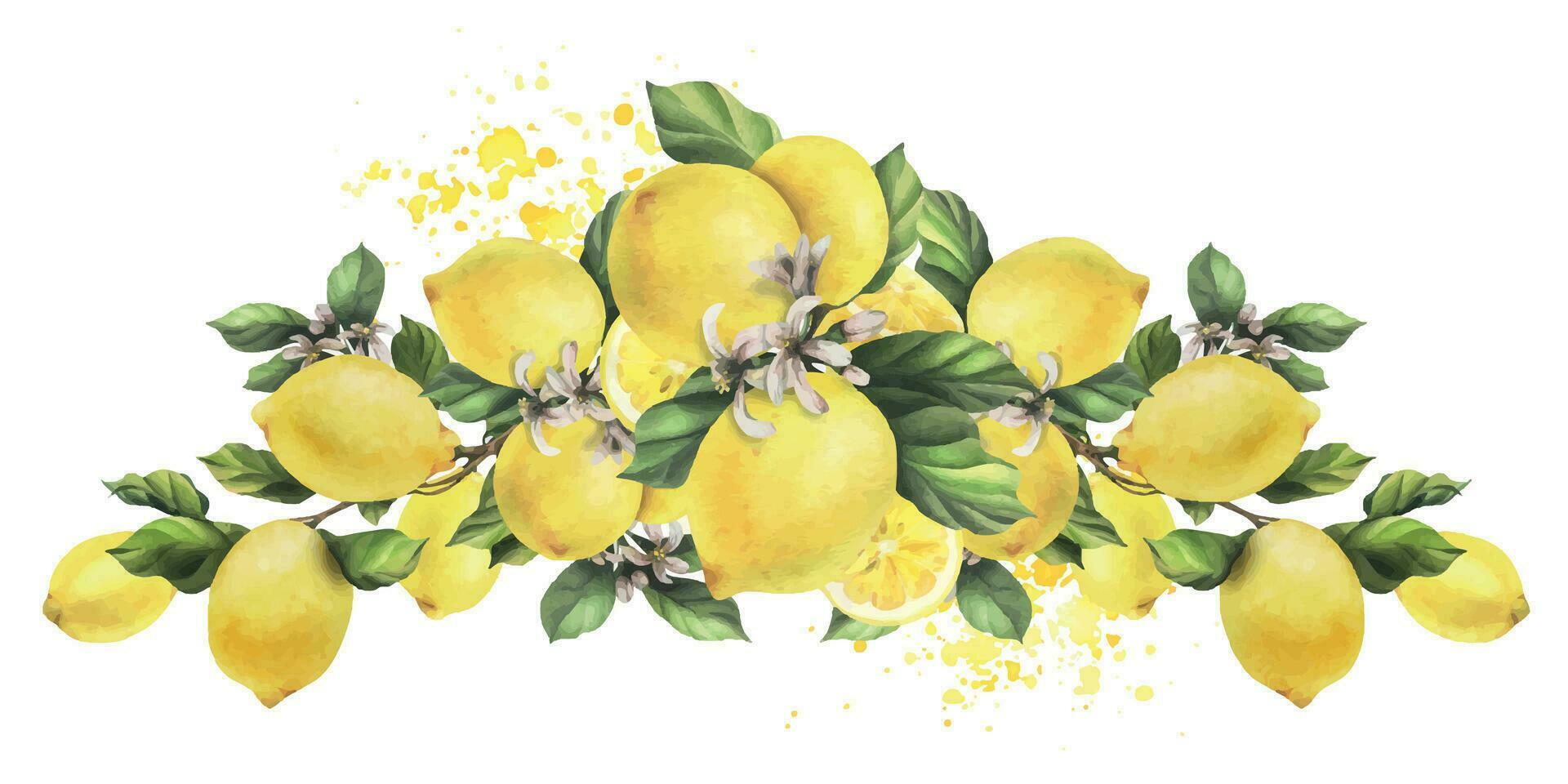 limones son amarillo, jugoso, maduro con verde hojas, flor brotes en el sucursales, entero. acuarela, mano dibujado botánico ilustración. aislado objeto en un blanco antecedentes. vector