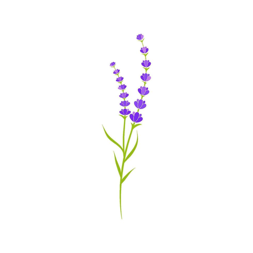 ilustración de icono de vector de flor de lavanda