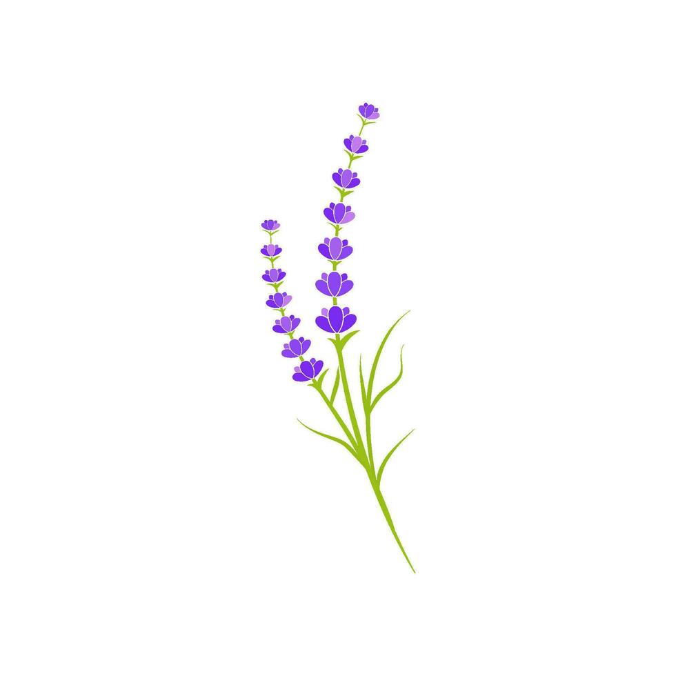 ilustración de icono de vector de flor de lavanda