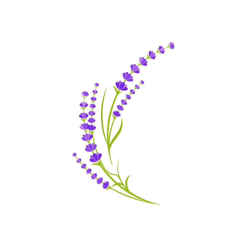 Lavender flower Vector icon illustration