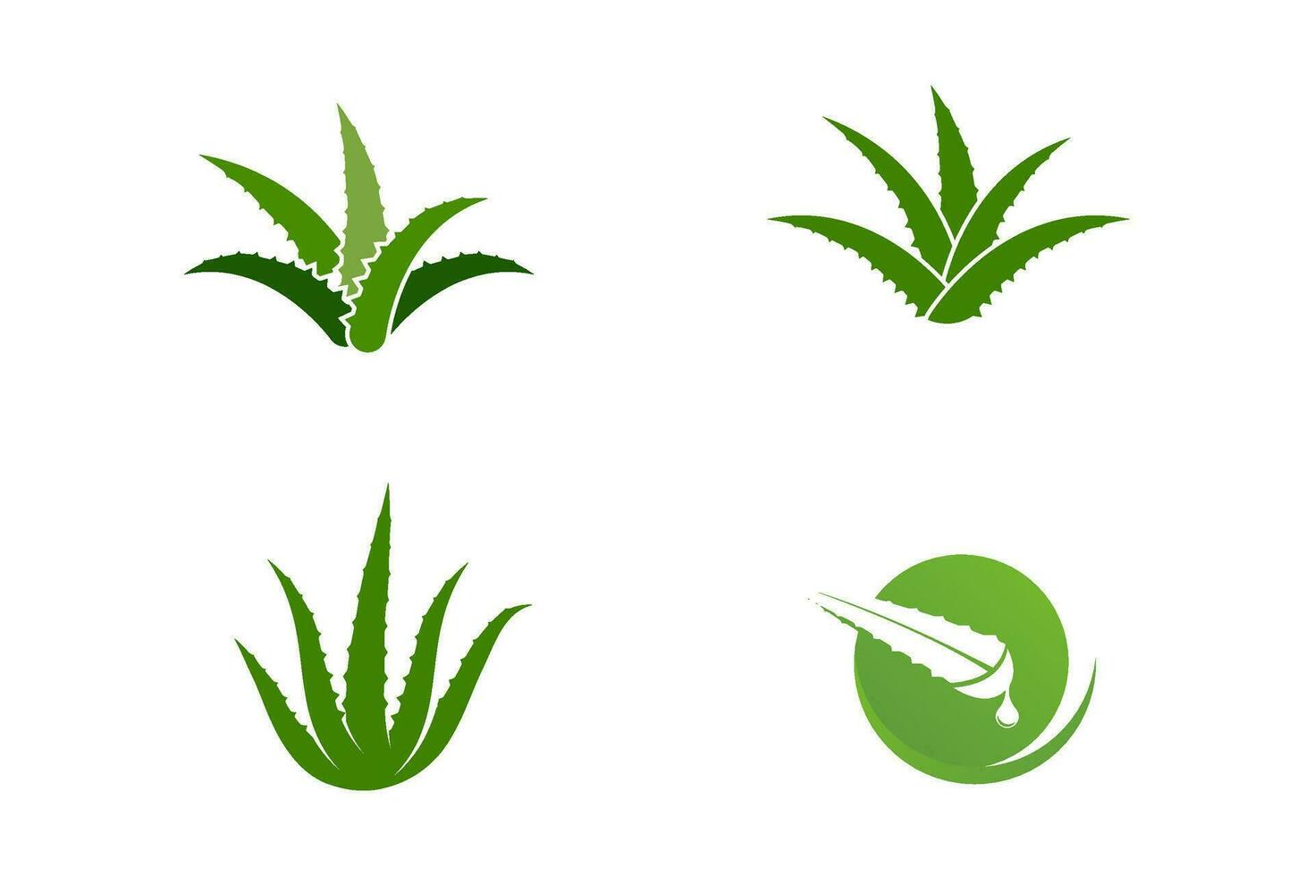 diseño de ilustración de vector de aloe vera