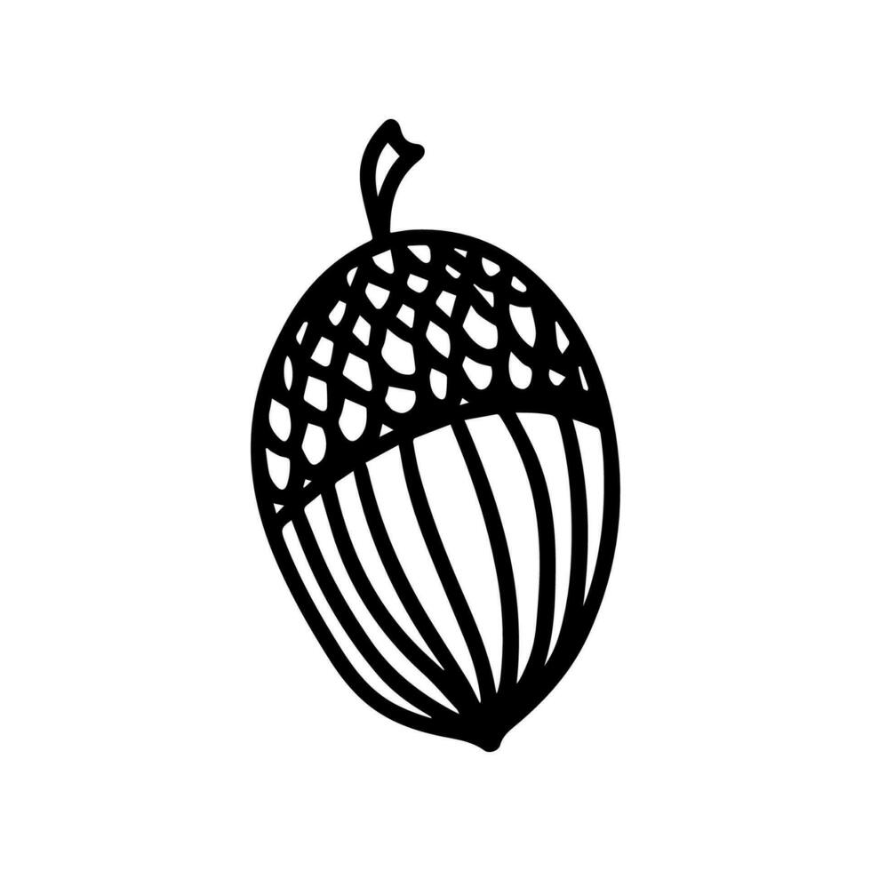 Vector acorn, oak fruit isolated on white background icon. Illustration for seasonal design, textile, decoration kids playroom or greeting card, autumn and halloween. Hand drawn prints and doodle.