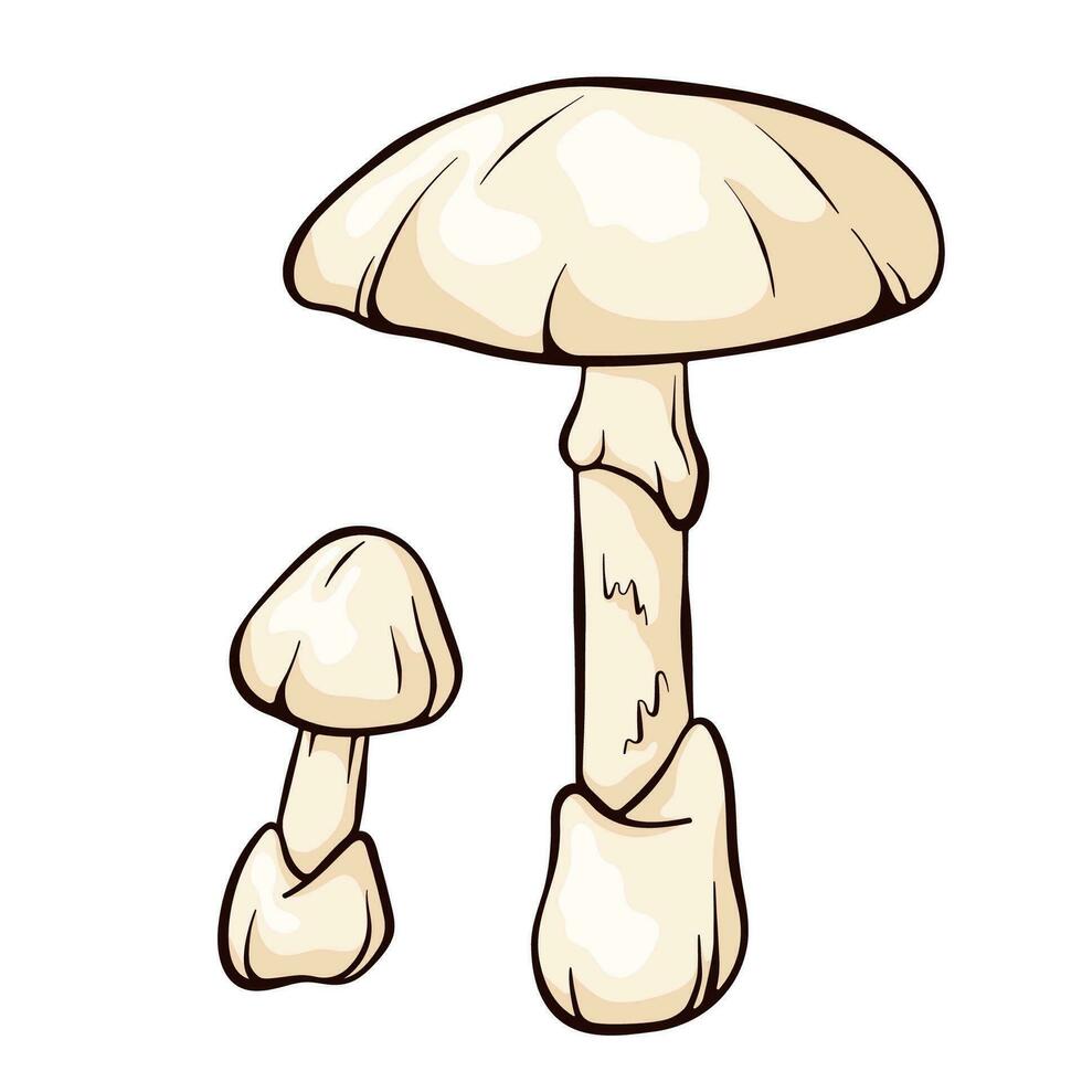 The death cap mushroom in cartoon style. Amanita phalloides forest poisonous mushroom, toxic, deadly poisonous fungus. Vector illustration isolated on a white background.