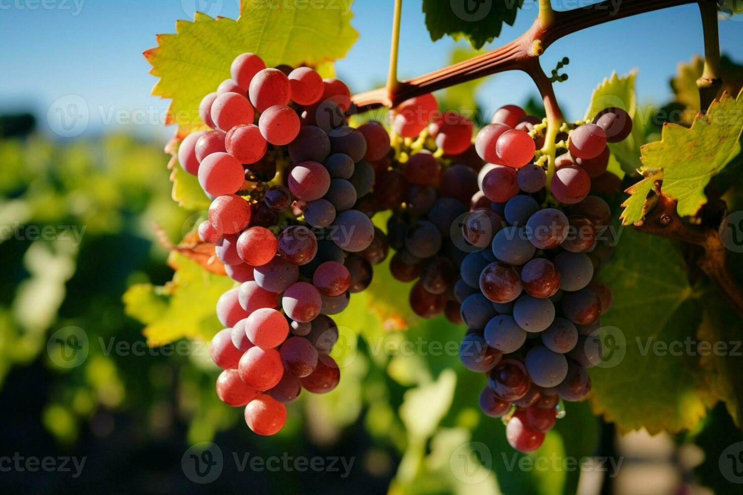 AI generated Vineyard gems Grapes ripen on vines, soaking in suns warmth photo