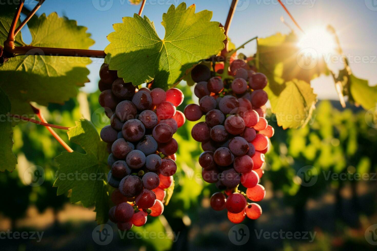 AI generated Vineyard gems Grapes ripen on vines, soaking in suns warmth photo