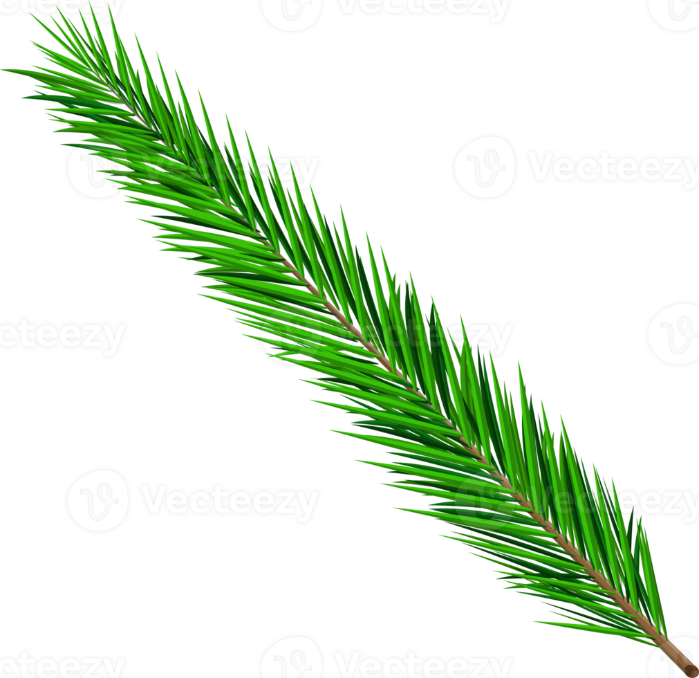 Green lush spruce branch png