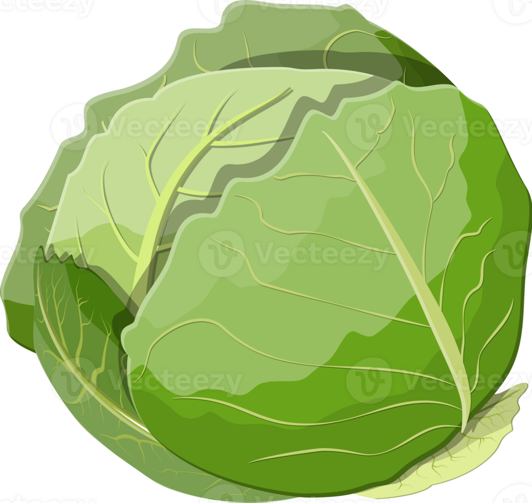Fresh cabbage with green leaves png