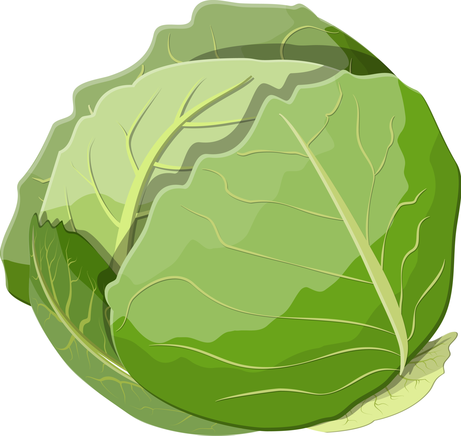 Fresh Cabbage With Green Leaves 35774177 PNG fresh-cabbage-with-green-leaves-35774177-png