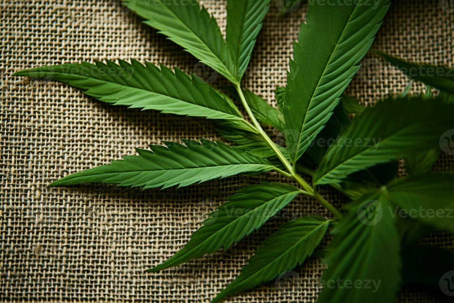 AI generated Hemp aesthetics Cannabis leaves on a textured hemp textile background photo