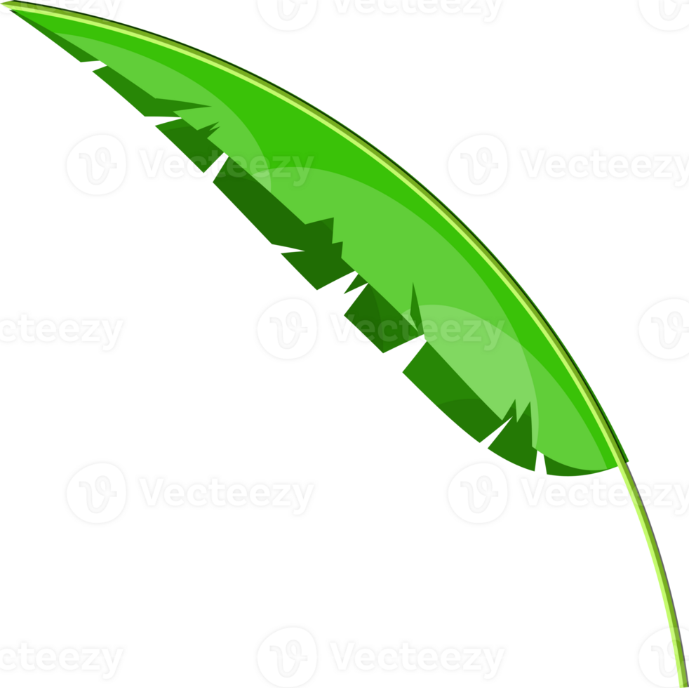 Tropical green leaves, coconut palm or banana tree png