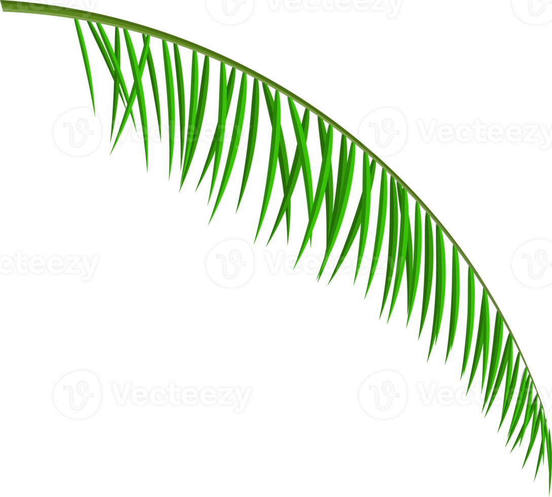 tropical verde hojas, Coco palma o plátano árbol png