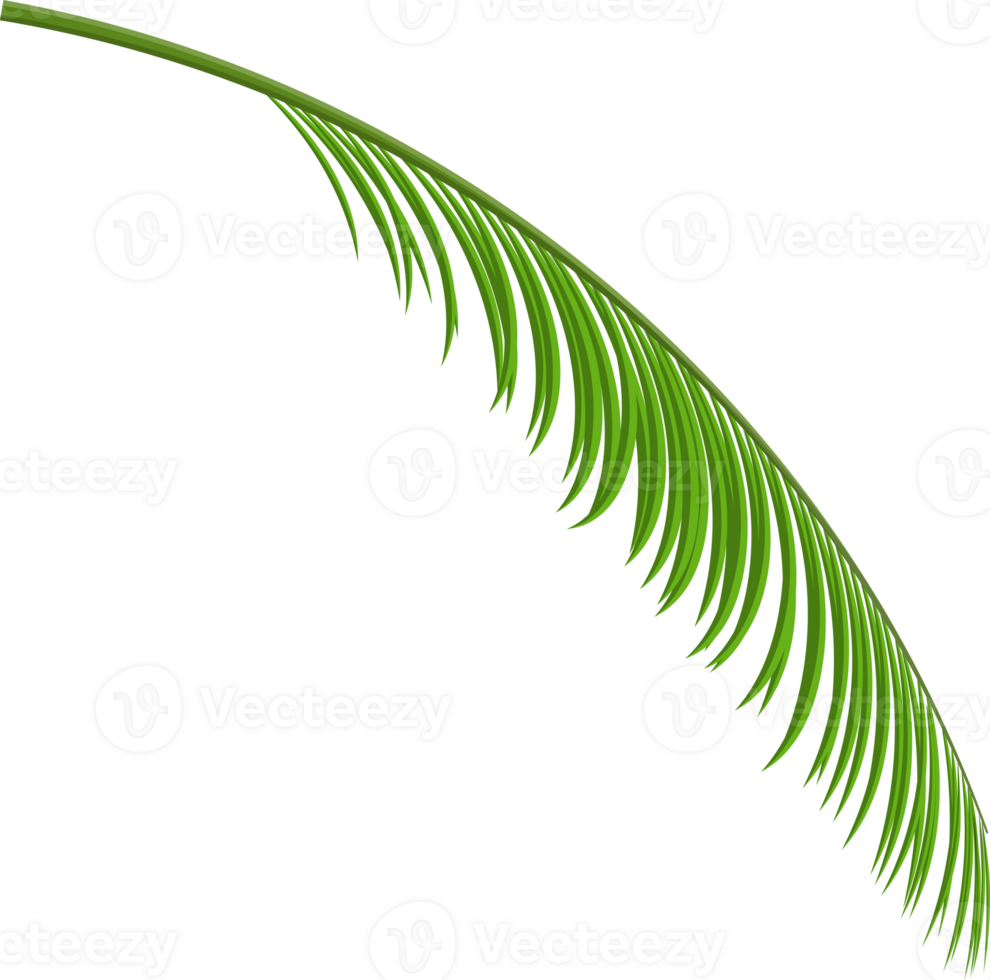 Tropical green leaves, coconut palm or banana tree png