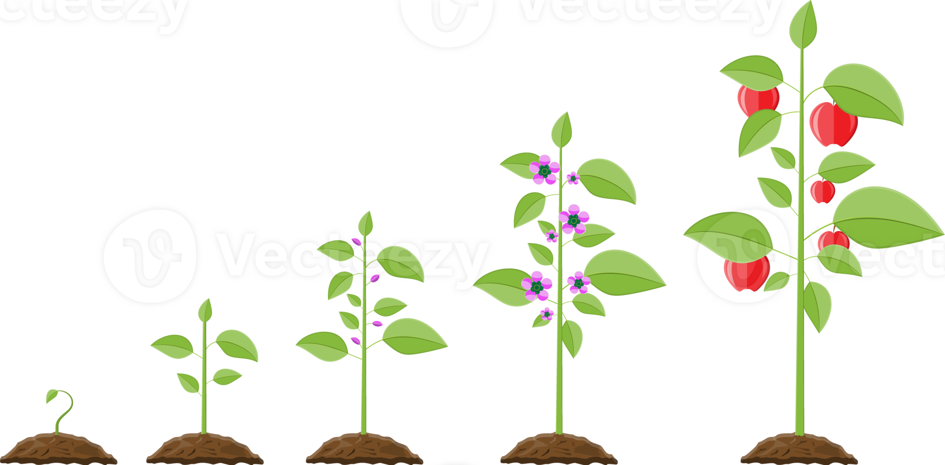 Growth of plant, from sprout to fruit png
